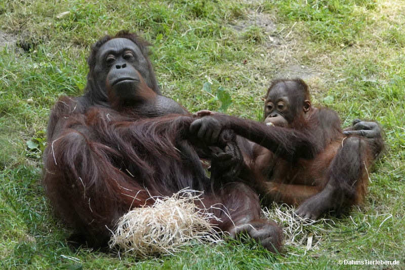 Borneo-Orang-Utans Pongo pygmaeus-7