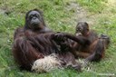 Pongo pygmaeus