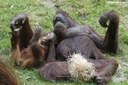 Pongo pygmaeus
