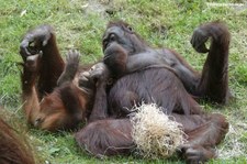 Pongo pygmaeus