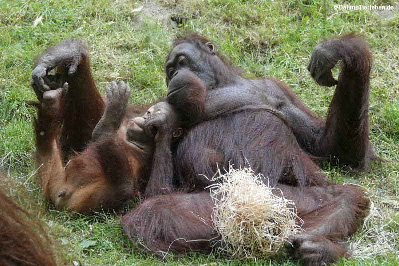 Borneo Orang-Utans
(Pongo pygmaeus) Pongo pygmaeus-3