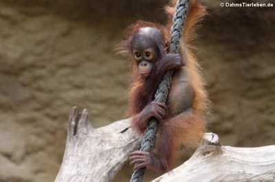 Junger Borneo Orang-Utan (Pongo pygmaeus)