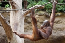 Borneo Orang-Utan (Pongo pygmaeus) im Allwetterzoo Münster