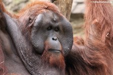 Borneo Orang-Utan (Pongo pygmaeus) im Allwetterzoo Münster