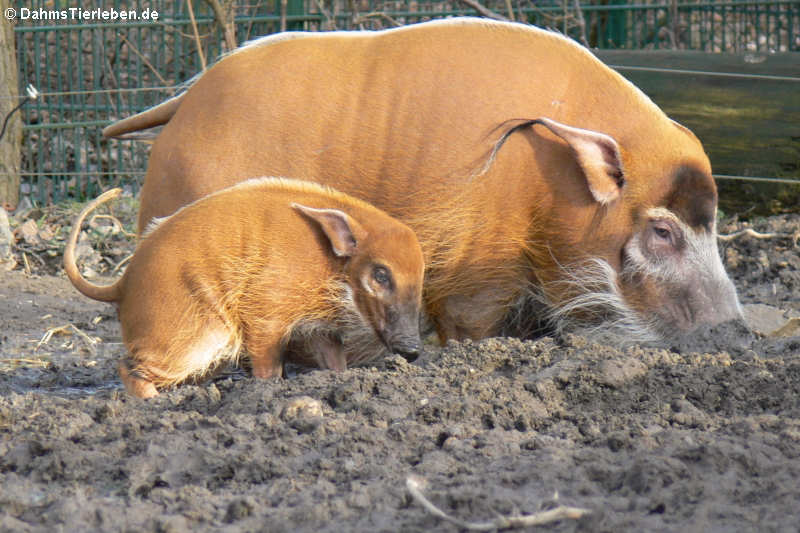 Pinselohrschweine (Potamochoerus porcus)