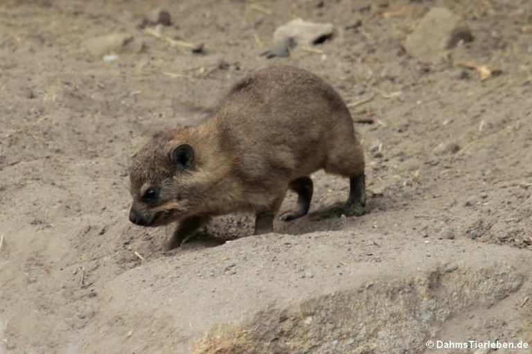 Procavia capensis capensis