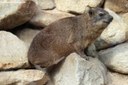 Procavia capensis capensis