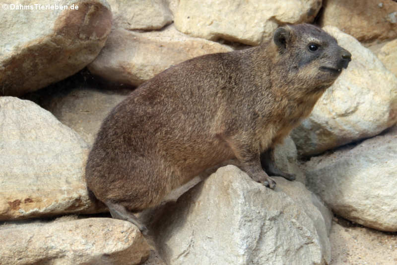 Kap-Klippschliefer (Procavia capensis capensis)