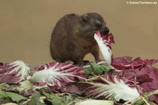 Junger Kap-Klippschliefer (Procavia capensis capensis) im Allwetterzoo Münster