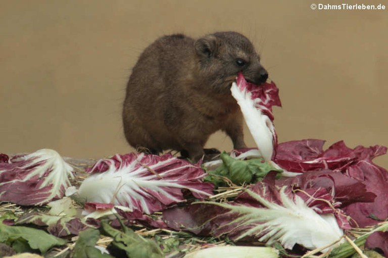 Procavia capensis capensis