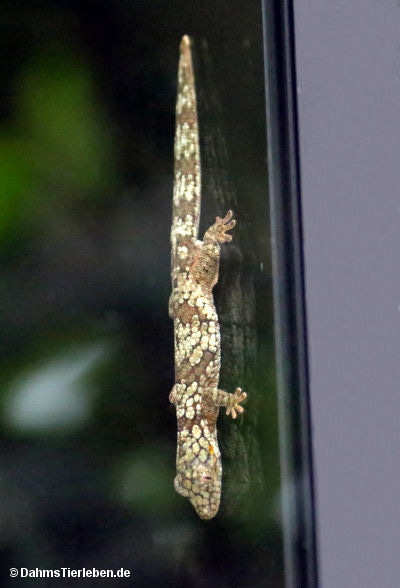 Pindai-Braungecko
(Bavayia exsuccida) Bavayia exsuccida