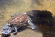 Fransenschildkröte (Chelus fimbriatus) im Allwetterzoo Münster