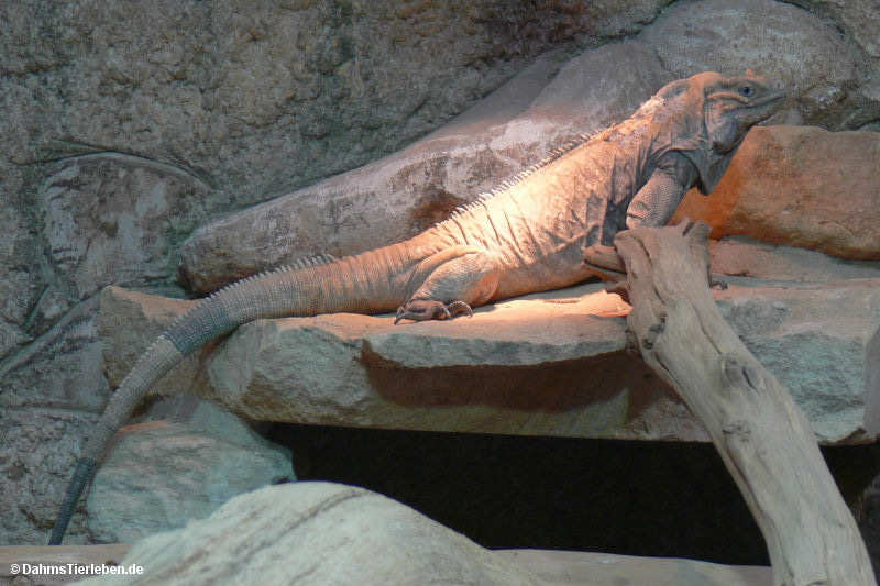 Nashornleguan
(Cyclura cornuta) Cyclura cornuta