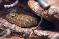 Gestreifte Eierschlange (Dasypeltis fasciata) im Allwetterzoo Münster