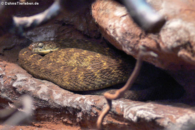 Dasypeltis fasciata