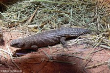 Dornschwanz-Stachelskink (Egernia stokesii) im Allwetterzoo Münster