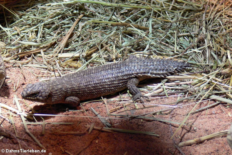 Dornschwanz-Stachelskink (Egernia stokesii)