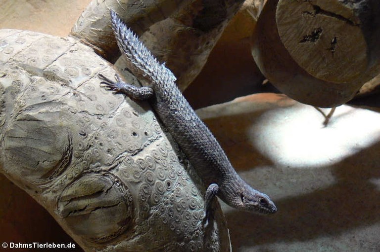 Egernia stokesii