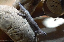 Dornschwanz-Stachelskink (Egernia stokesii) im Allwetterzoo Münster