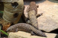 Dornschwanz-Stachelskinke (Egernia stokesii) im Allwetterzoo Münster