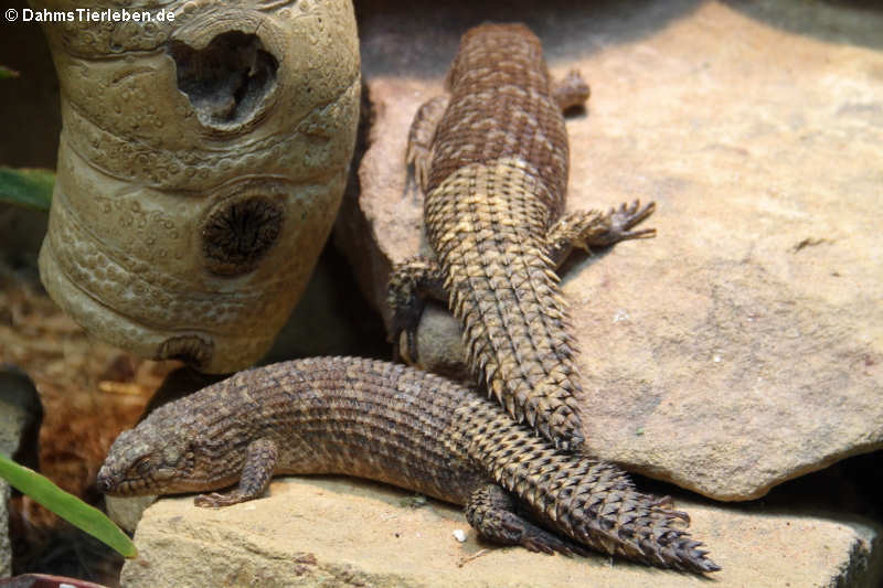Dornschwanz-Stachelskinke Egernia stokesii-3
