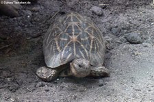 Sternschildkröte (Geochelone elegans) im Allwetterzoo Münster