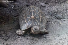 Indische Sternschildkröte (Geochelone elegans) im Allwetterzoo Münster