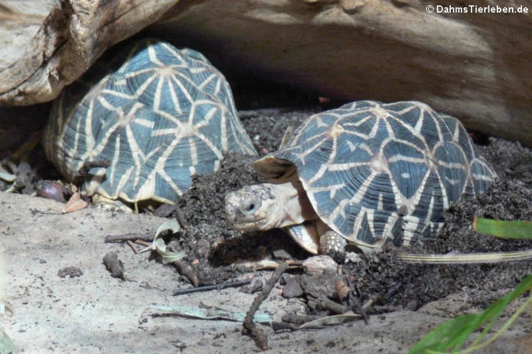 Geochelone elegans