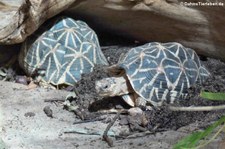 Sternschildkröten (Geochelone elegans) im Allwetterzoo Münster