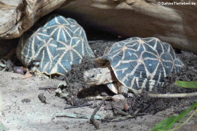Indische Sternschildkröten (Geochelone elegans)