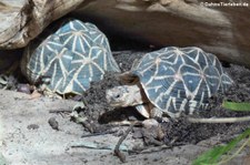 Indische Sternschildkröten (Geochelone elegans) im Allwetterzoo Münster