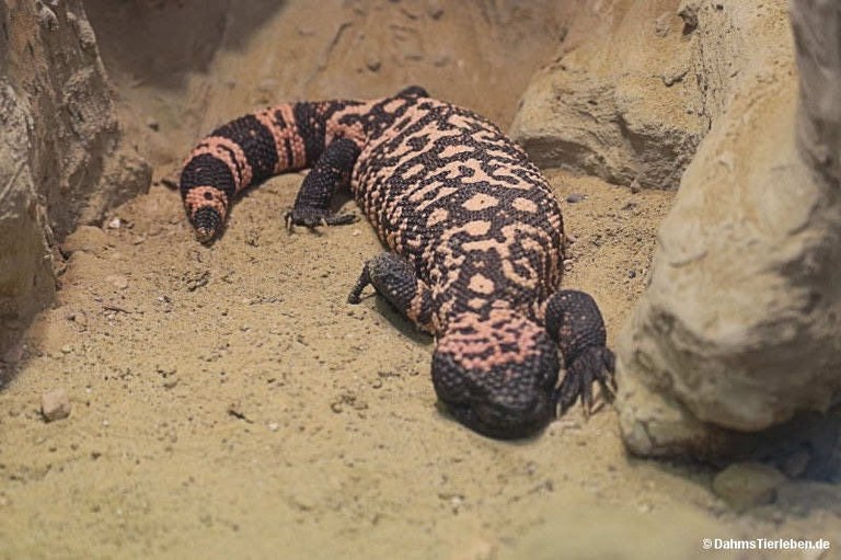 Heloderma suspectum