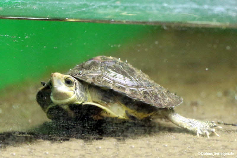Sulawesi-Erdschildkröte Leucocephalon yuwonoi-1