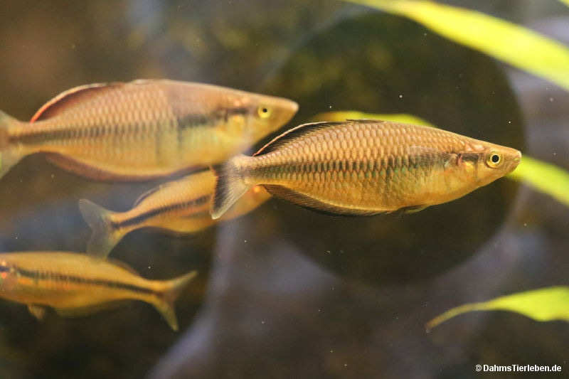 Melanotaenia klasioensis