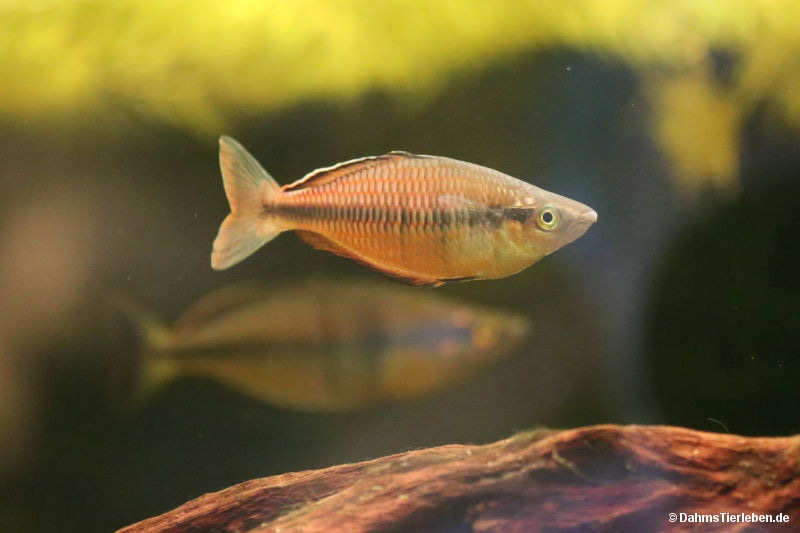 Klasio Regenbogenfisch Melanotaenia klasioensis-1