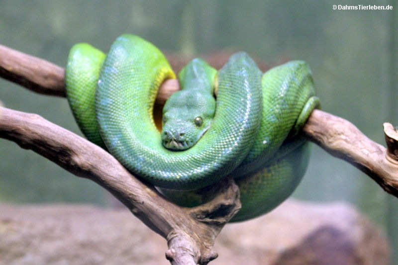 Grüner Baumpython
(Morelia viridis) Morelia viridis