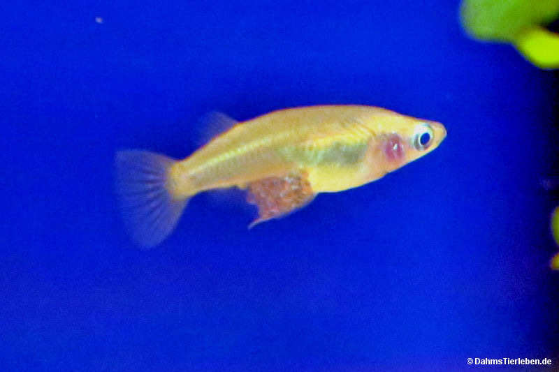 Evers Reisfisch
(Oryzias eversi) Oryzias eversi