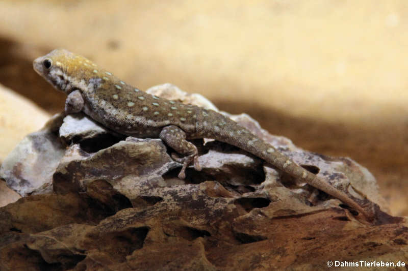 Kurzkopf-Taggecko (Phelsuma breviceps)