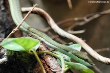 Langnasen-Strauchnatter (Philodryas baroni) im im Allwetterzoo Münster