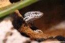 Podarcis pityusensis