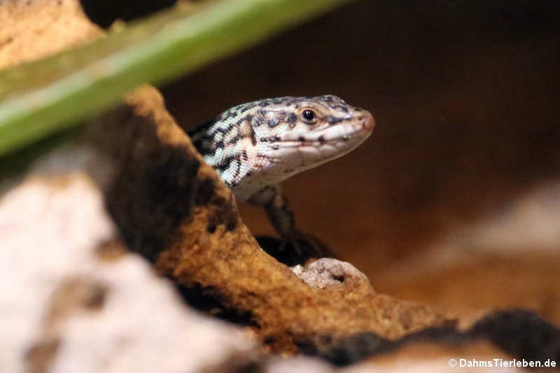 Podarcis pityusensis-2