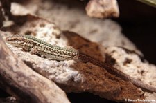 Pityuseneidechse (Podarcis pityusensis) im Allwetterzoo Münster