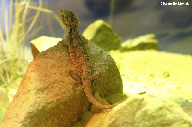 Zwergbartagame
(Pogona minor) Pogona minor
