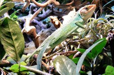 Peruanischer Buntleguan (Polychrus peruvianus) im Allwetterzoo Münster