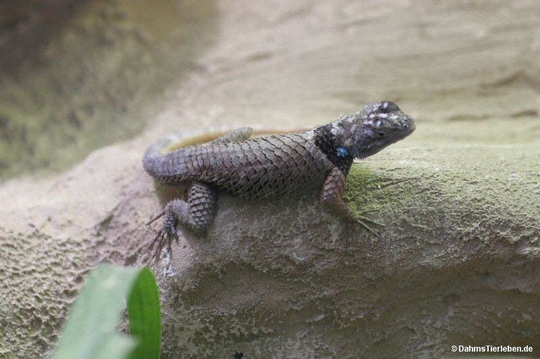 Sceloporus macdougalli