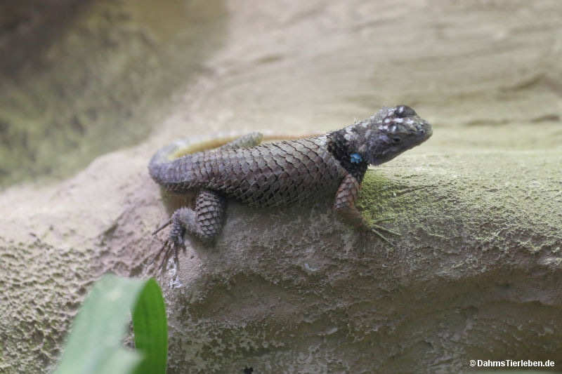 McDougall-Stachelleguan Sceloporus macdougalli-2