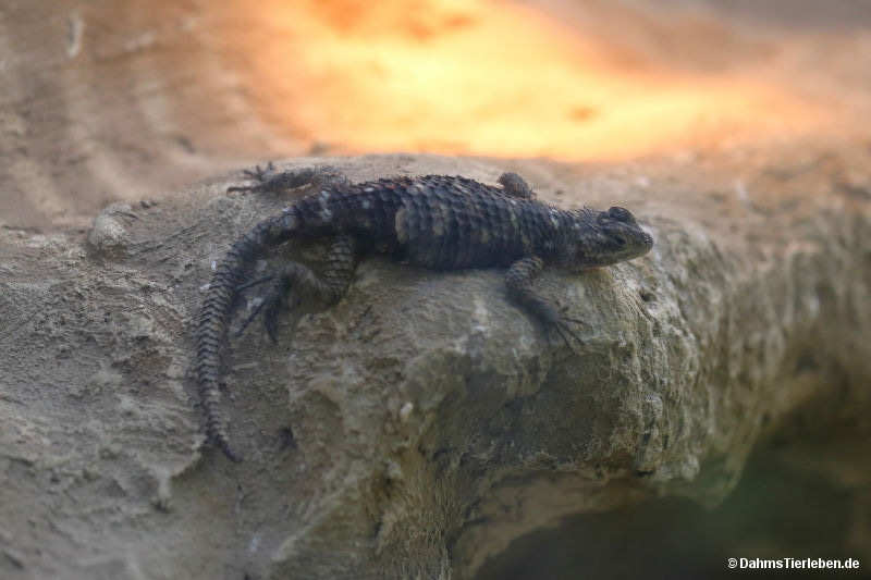 McDougall-Stachelleguan Sceloporus macdougalli-3
