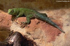 weiblicher Malachit-Stachelleguan (Sceloporus malachiticus) im Allwetterzoo Münster