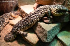 Tannenzapfenechse (Tiliqua rugosa) im Allwetterzoo Münster