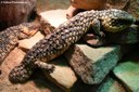 Tiliqua rugosa